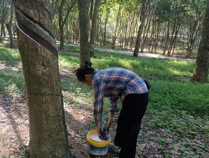 ����yl23455����