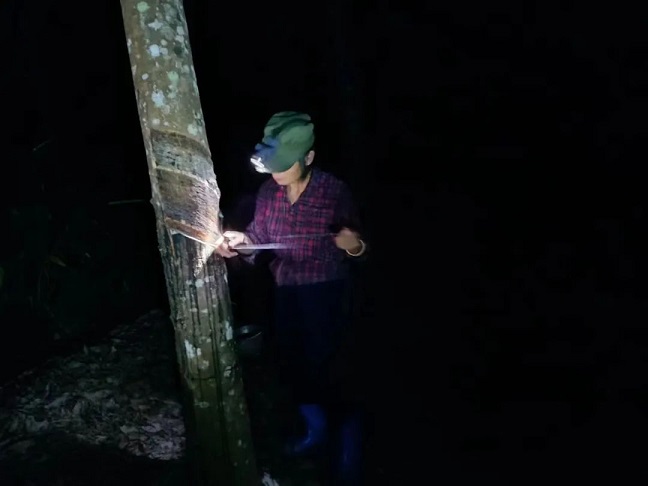 ����yl23455����