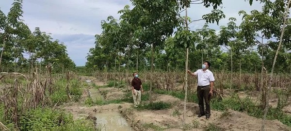 ����yl23455����